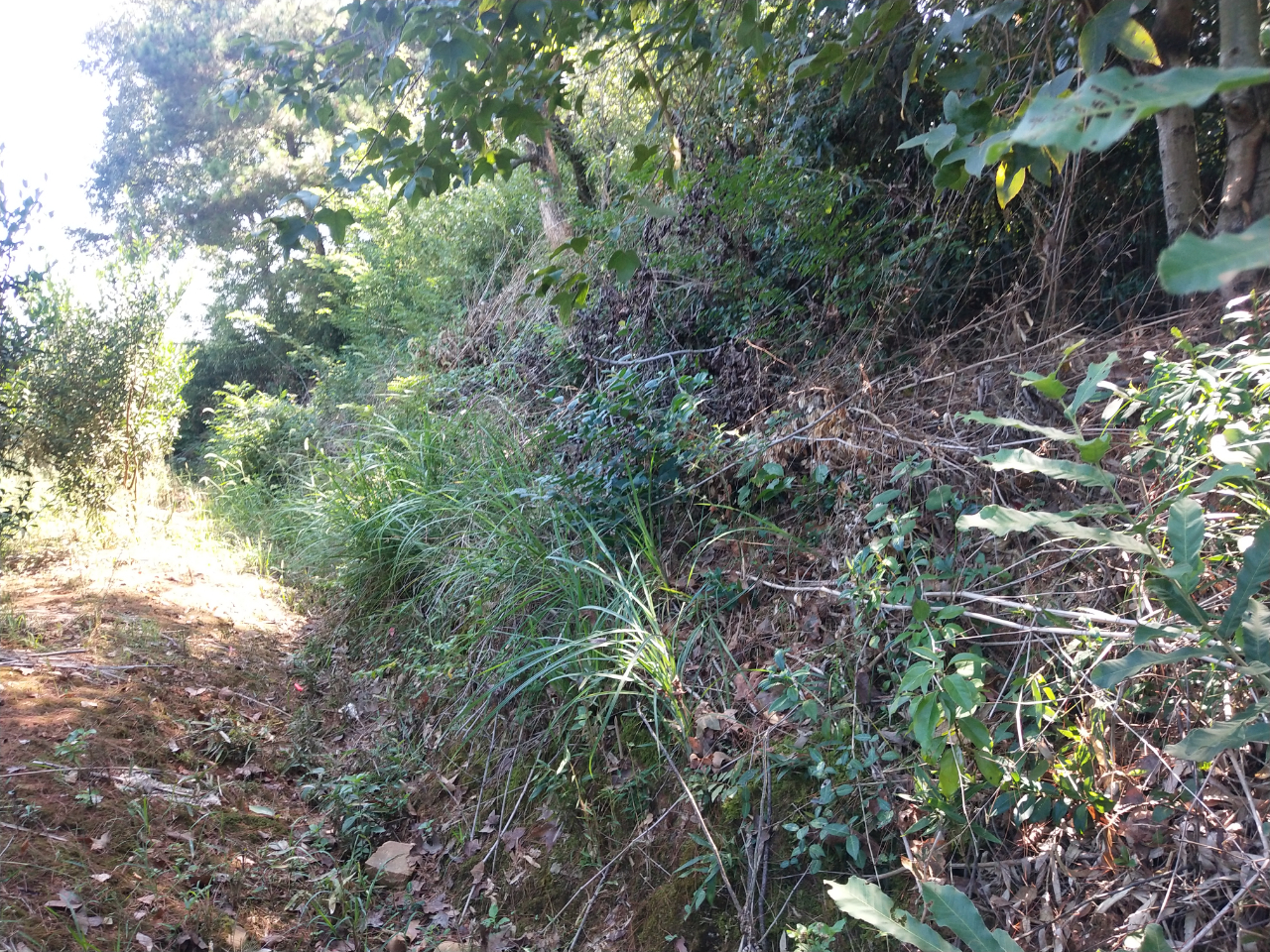 洮阳古城在哪里,洮阳城遗址