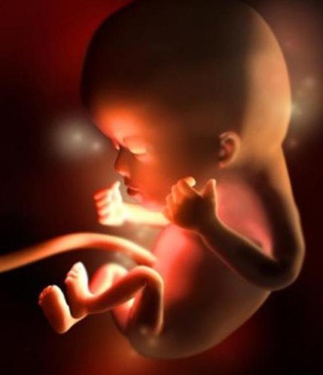 胎儿形成全过程曝光，9张高清图让你致敬母亲：母爱有多伟大
