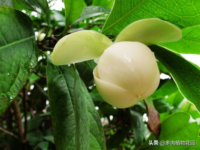 含笑盆栽怎么养,盆栽含笑怎么安全过冬