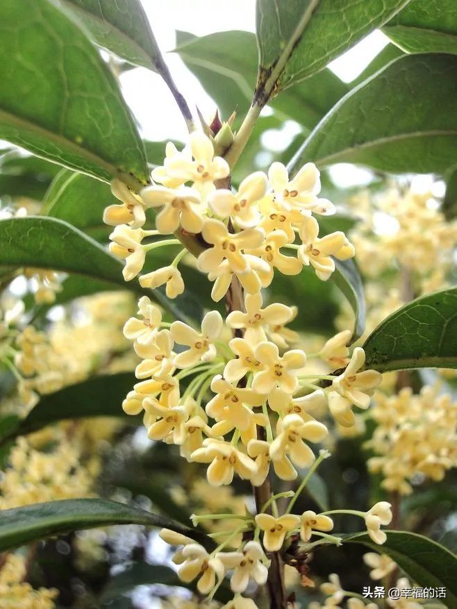 中国十大名花图片及花语,山茶花是中国十大名花吗