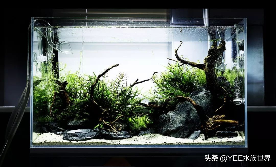 鱼缸没有鱼可以放硝化细菌吗,鱼缸没有硝化细菌可以用过滤器吗