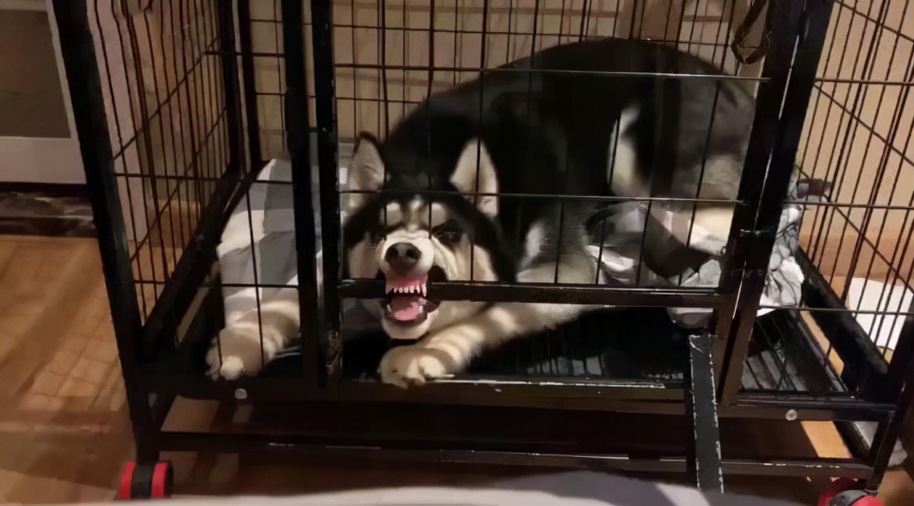 宠物店常见的宠物狗有哪些,宠物店不建议养的狗类