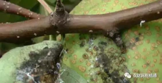 8月份不套袋的秋桃管理,秋季病虫害管理技术