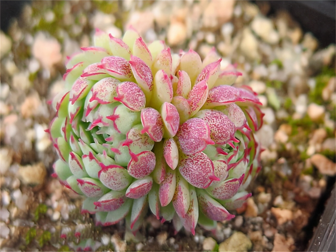 什么多肉耐冻又好吃,不惧零下五六度的多肉