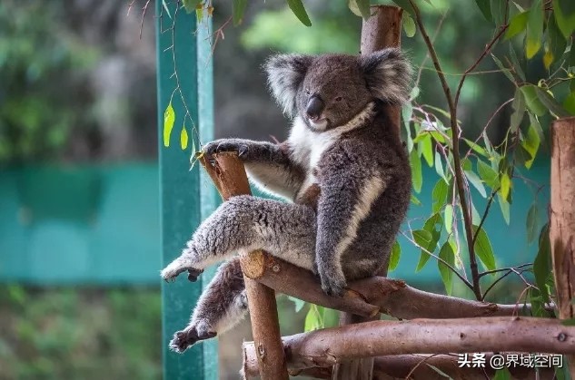 大长腿考拉，关系混乱的水果们……分享十个你不知道的冷知识