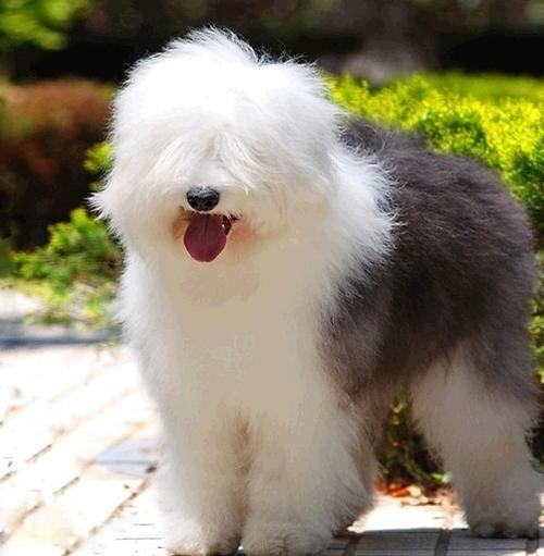 经济条件不好可以养金毛吗,如果经济不允许阿拉斯加犬吃什么