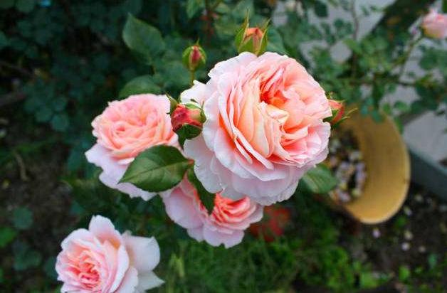 月季霜霉病和灰霉病的区别,月季灰霉病最快治愈方法