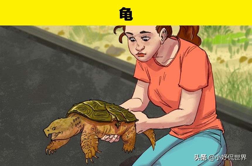 各种受伤处理方式,遇到野生动物受伤该怎么办