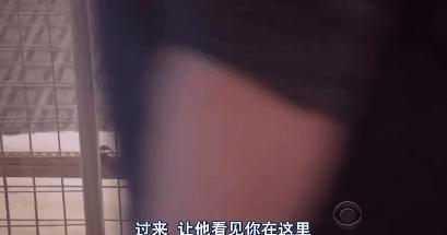 猫狗吃醋打架,吃醋的猫狗