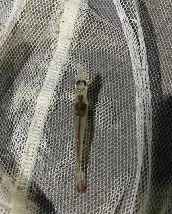 影响对虾养殖效益的关键—对虾肝肿大、肝萎缩，一定要小心了