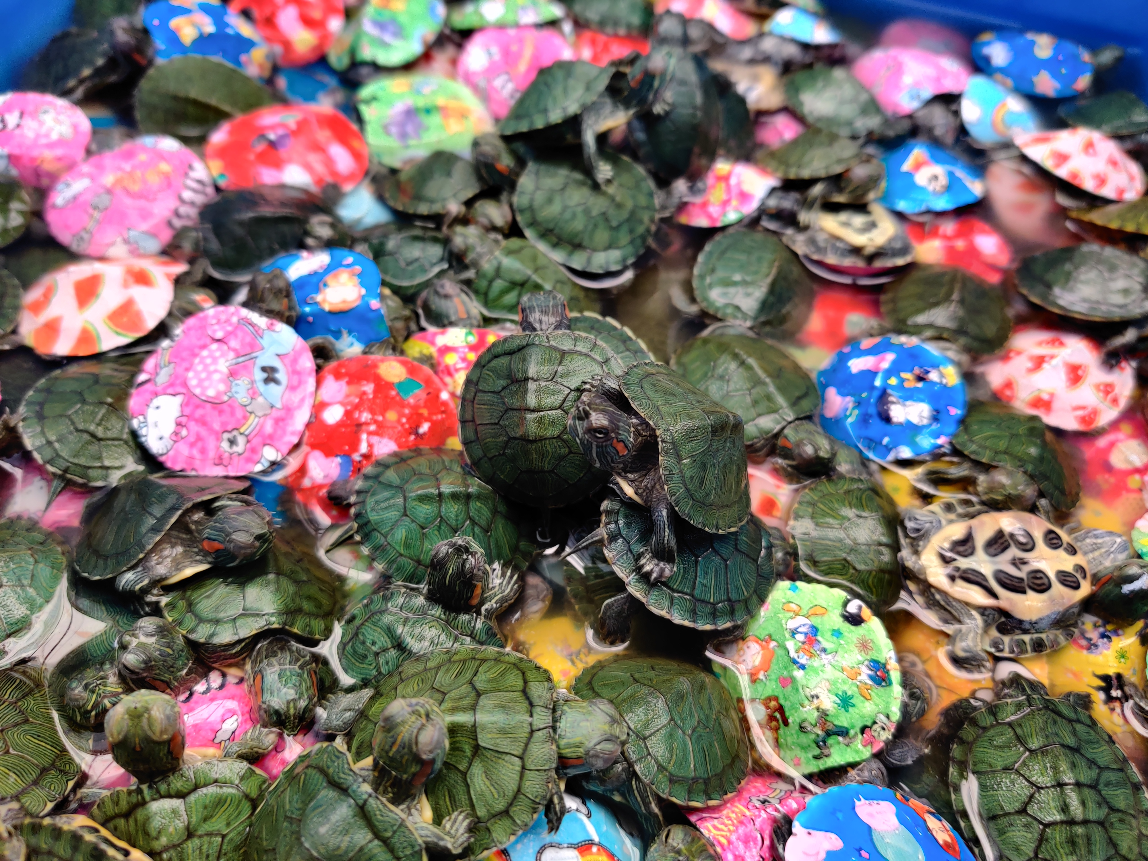 养乌龟的重要事项,养乌龟讲究