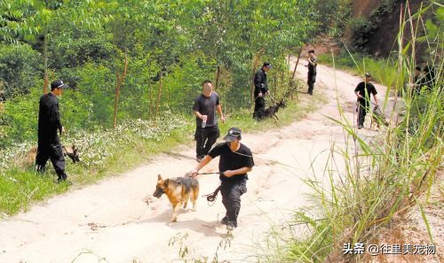 训狗师怎么训练狗狗不挑食,怎样训练狗狗追踪嗅源