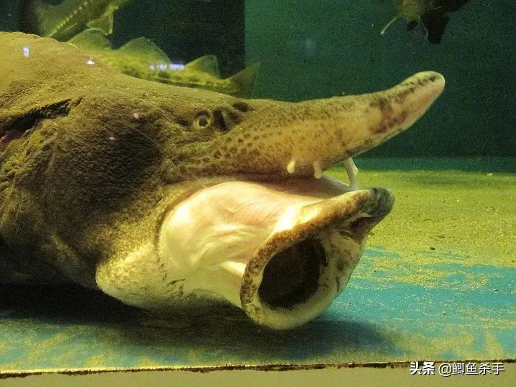 达氏鳇野外灭绝,黑龙江达氏鳇灭绝了吗