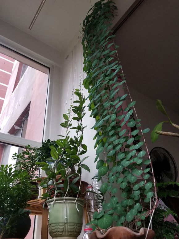 6种花旺财又养人,6种花养人又镇宅