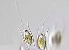 鱼类水产养殖需要哪些藻类,水产养殖显微镜下各种藻类