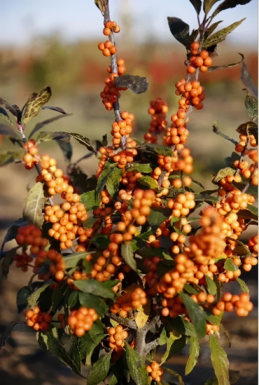 北美冬青诚信经营,北美冬青为什么这么贵