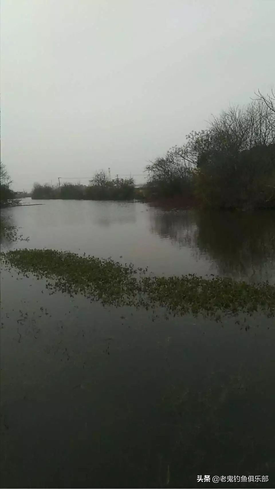 老鬼最经典鲫鱼饵料,老鬼饵料官方旗舰店大鲫大鲤
