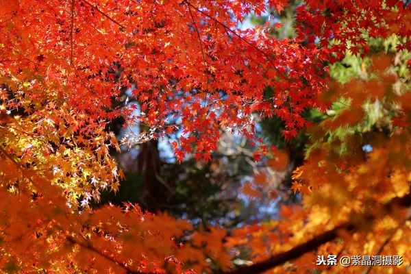 700年历史的日本小寺,为了看秋叶要买两次票,一次比一次贵