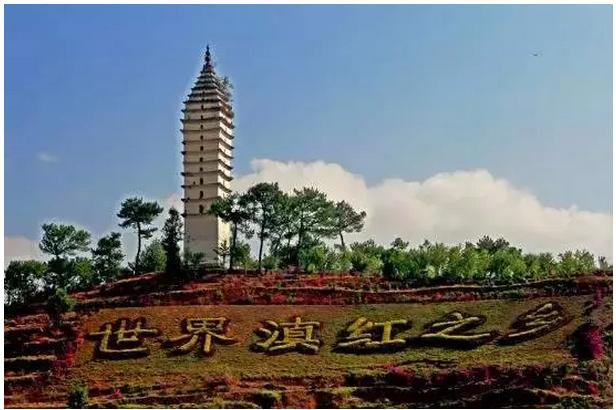 云南蒸酶茶哪个品牌好,云南蒸酶茶