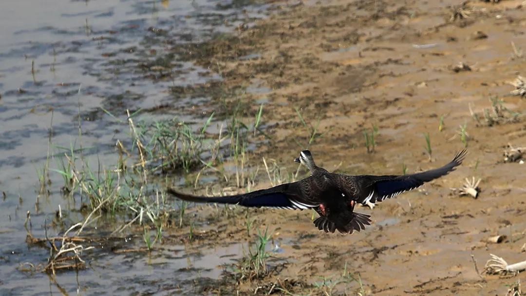 涂上黄色的“润唇膏”,TA就是野鸭中最靓的仔