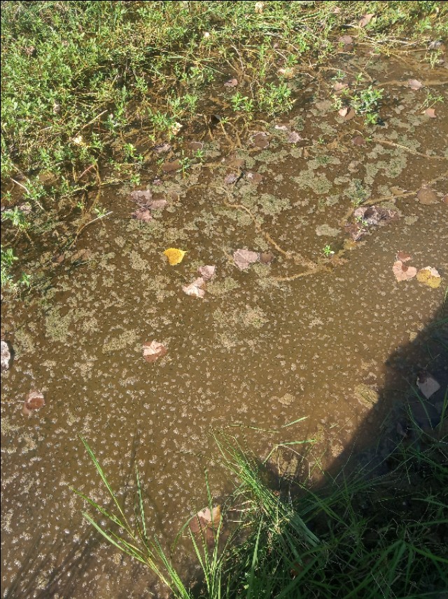 小龙虾洞一般几只龙虾,小龙虾辟谣