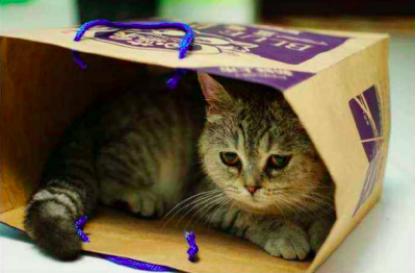 乱尿的猫咪怎么教,猫咪尿血乱尿怎么回事