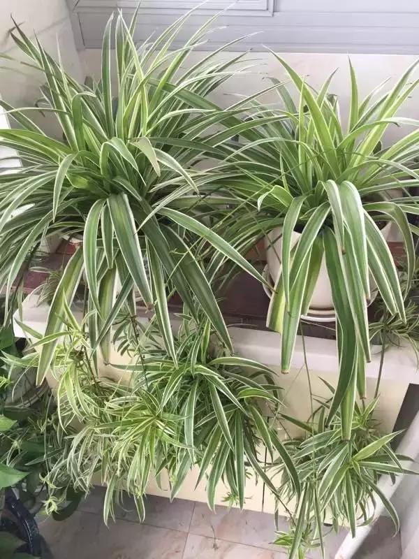 吊兰怎么养护会出枝条,吊兰长出很长的枝来怎么养护