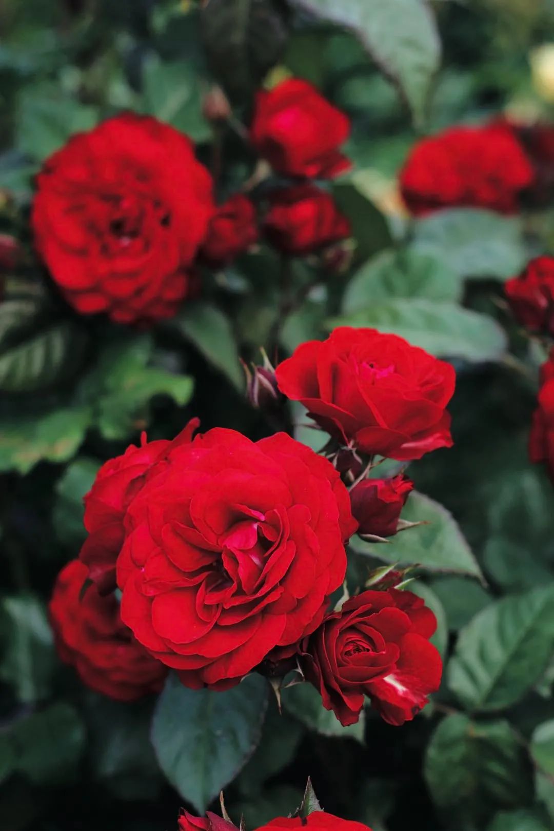 夏季月季怎么施肥,月季夏季要遮阳吗