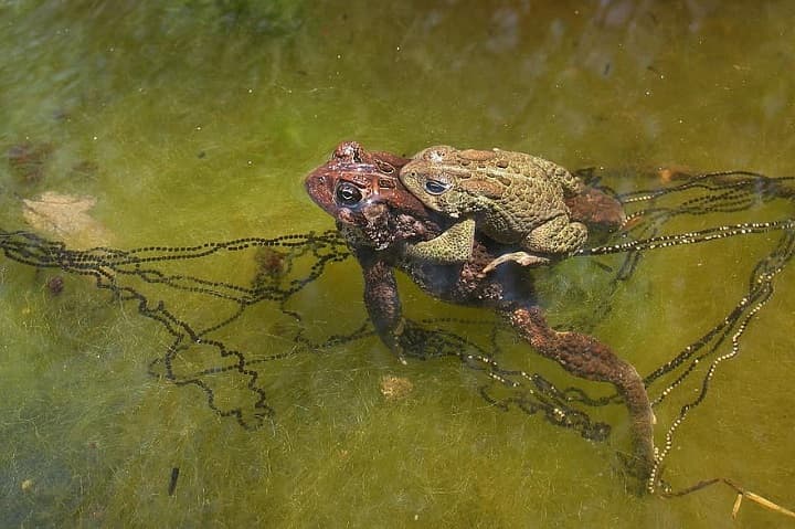 动物中性冲动最强是哪个？澳洲入侵毒蟾泛滥15亿只，人类被逼认输