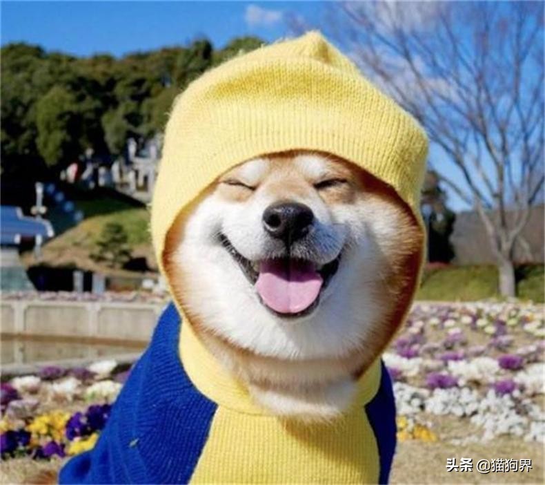 如何预防狗狗双排牙,双排牙对狗子有什么影响