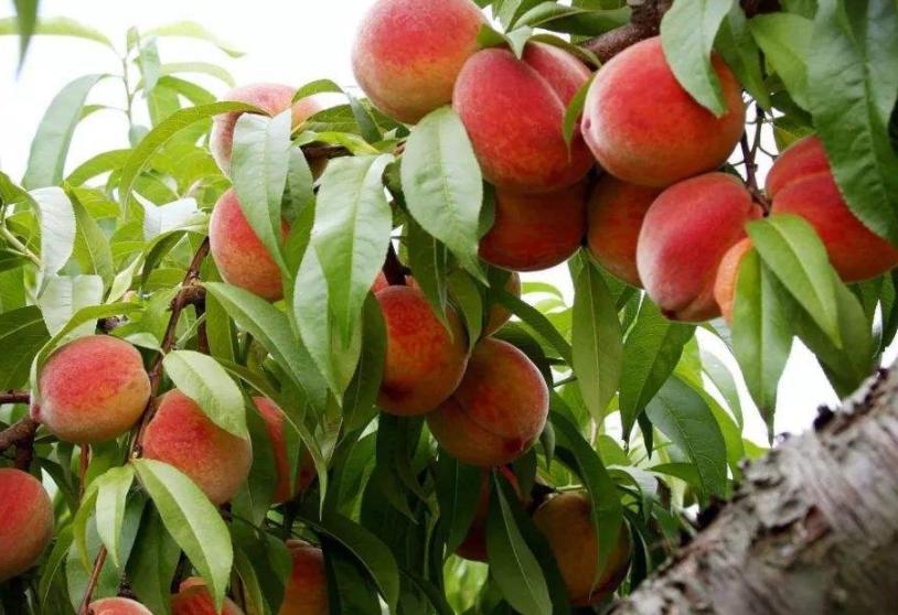 农家致富新思路,农民种田有奇招