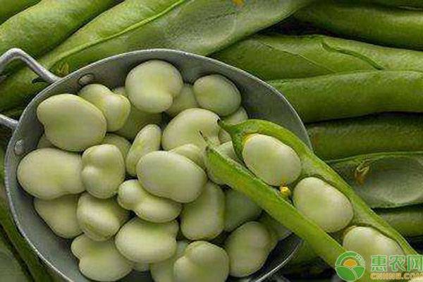 蚕豆功效与作用蚕豆是养胃的吗,蚕豆能吃吗多少钱一斤