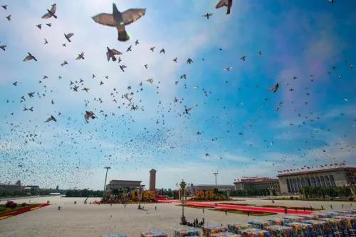 对赛鸽肠道进行保健的几个做法,五天的小幼鸽消化不良怎么办