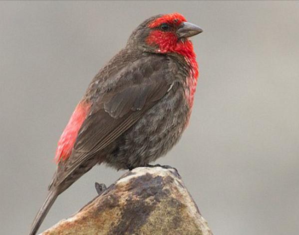 东江揽胜,惠州淡水常见鸟类图谱