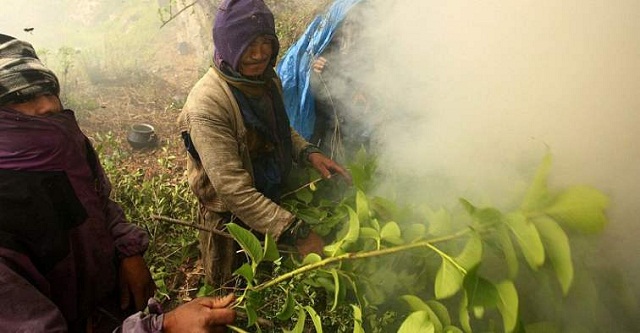 尼泊尔喜马拉雅山采蜜,尼泊尔喜马拉雅山脉采蜜