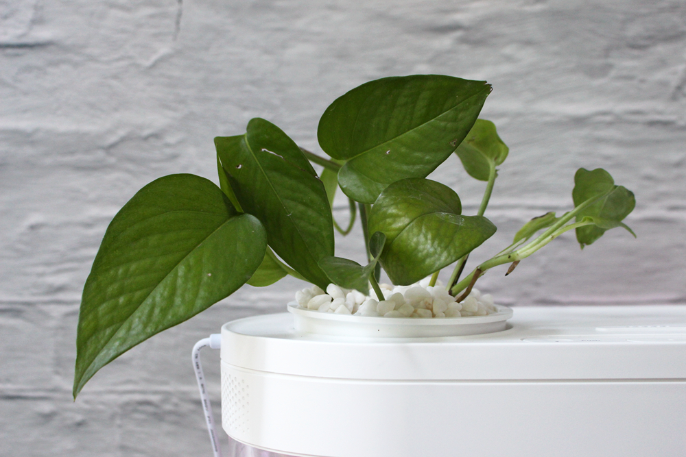 养鱼日记森森鱼缸,水族箱造景养鱼日记