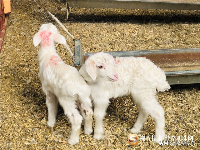 决战脱贫攻坚的微视频,甘肃武威民勤养羊