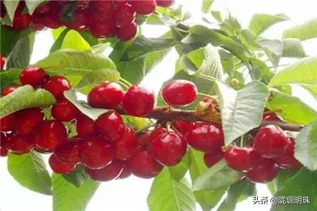 西安摘樱桃的地方推荐附近,西安周边摘樱桃去哪里