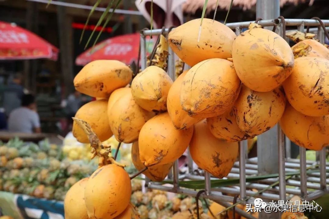 海南水果都有哪些品种图片及名称,海南水果上市时间表赶快收藏吧