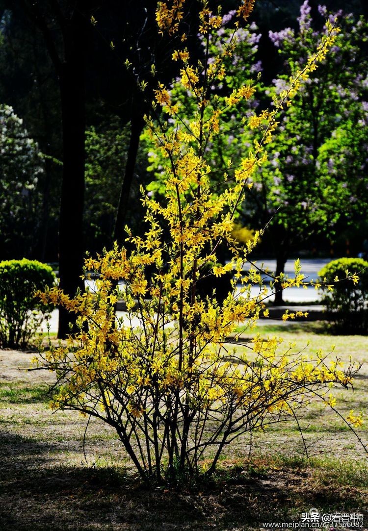 山西农大美丽的校园,山西农大校园风光