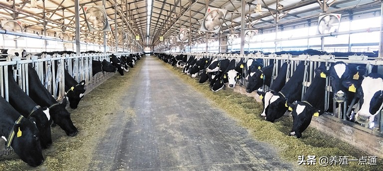 奶牛夏季繁育管理,高产奶牛的饲养管理技术要求