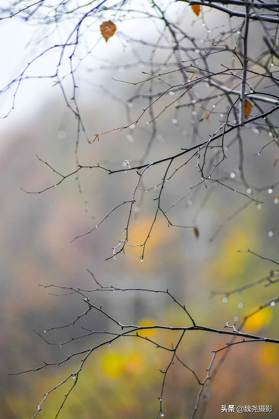 留坝秦岭之夜,留坝秦岭森林公园