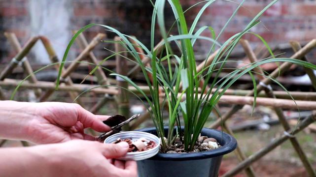 喜欢养君子兰的男人,家庭养君子兰