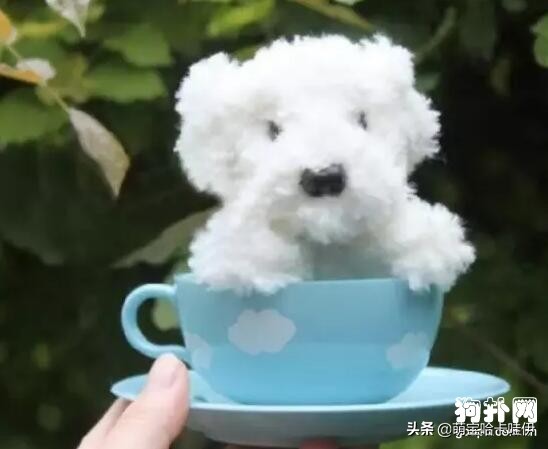 茶杯犬可不可爱会不会咬人,养茶杯犬的好处