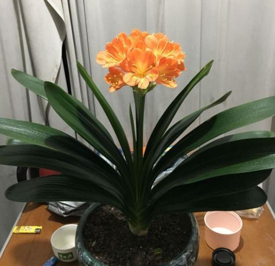 君子兰在什么地方养最合适,君子兰适合在什么地方养