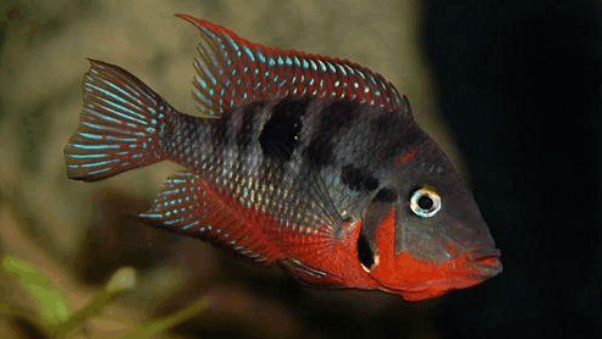 南美慈鲷,慈鲷有黑色的吗