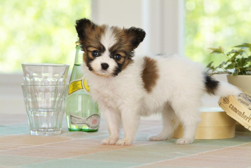 6种不喜欢游泳的狗狗,这6种狗超难遛