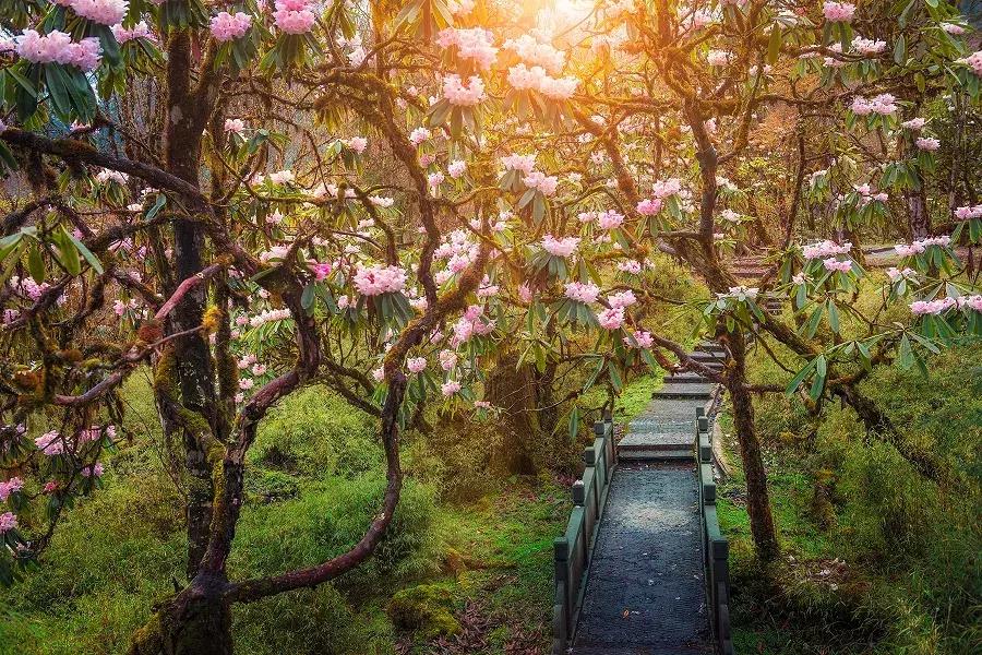 万亩杜鹃花开！邂逅野生水鹿，观云海住树屋，成都自驾3.5h就到！