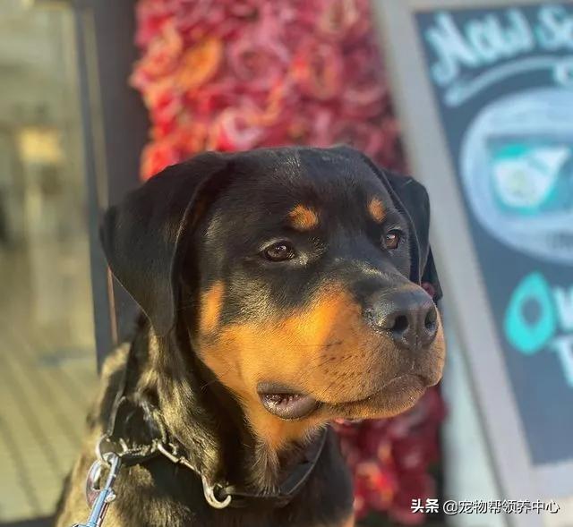 小狗未拴绳遭大狗撕咬罗威纳,女童被大狗撕咬事件后续罗威纳