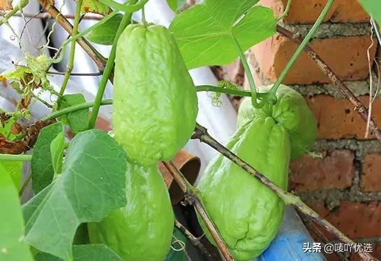 佛手瓜和什么水果像,佛手瓜长什么样子怎么吃